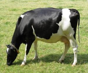 Puzzle Αγελάδων γαλακτοπαραγωγής βόσκηση